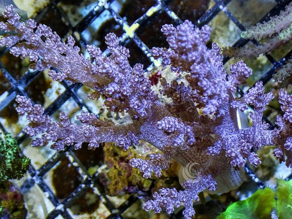Nepthea Tree Leather - Pacific East Aquaculture