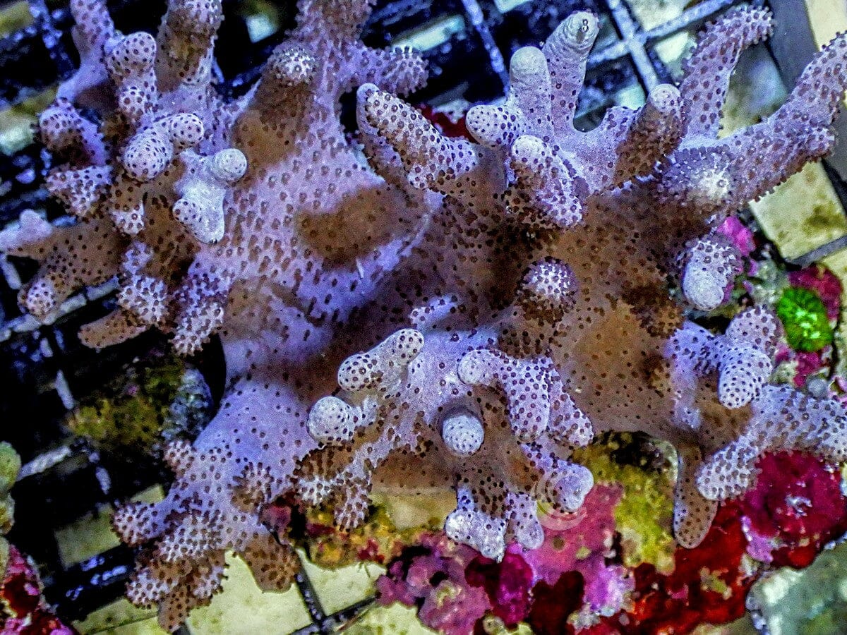 Stubby Finger Leather