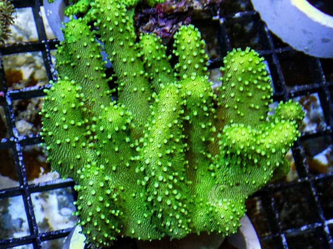 Bright Green Devil&
