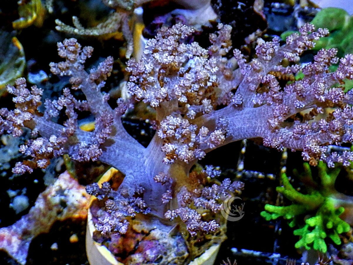 Cotton Candy Nepthea Leather