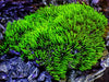 Electric Green Star Polyps