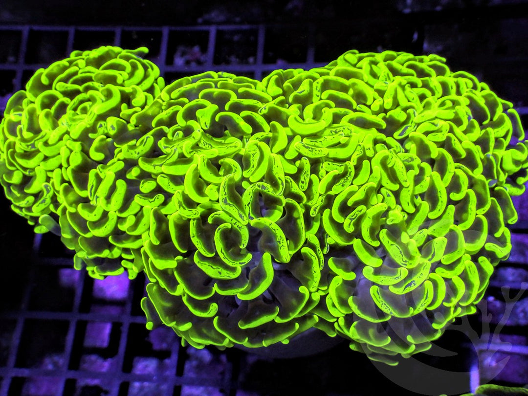Neon Hammer
