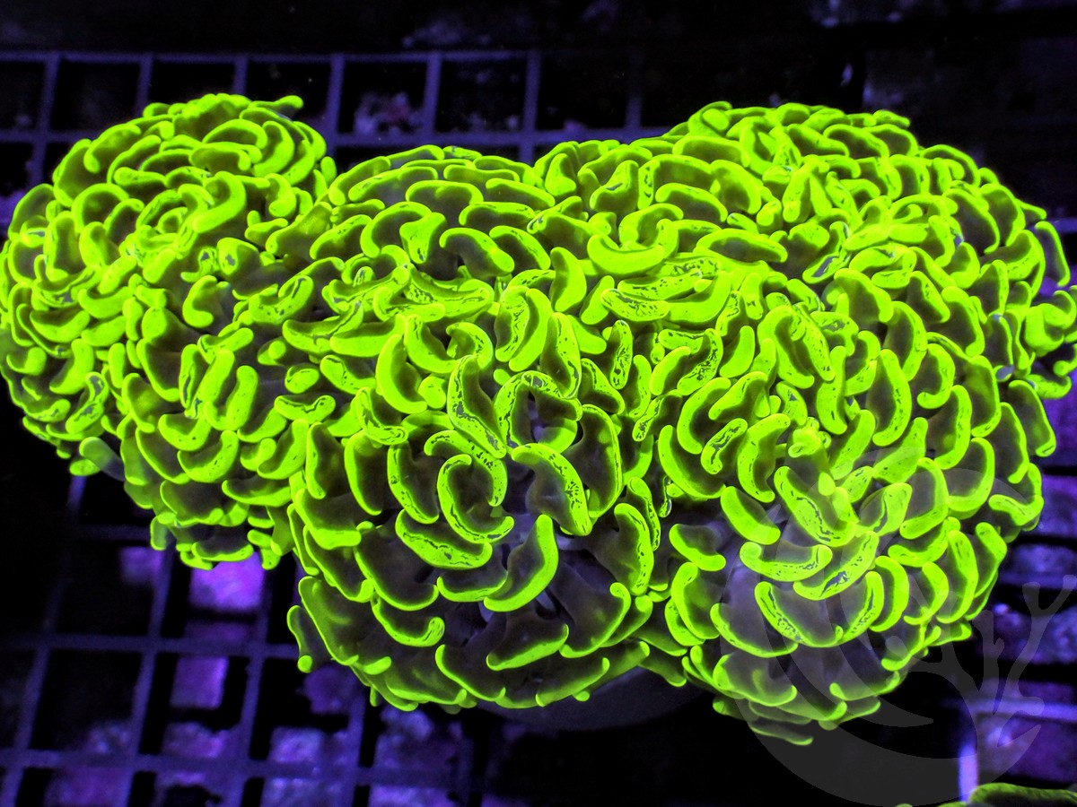 Neon Hammer