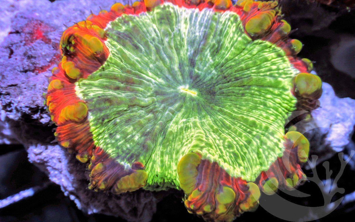 Atomic Blastomussa vivida