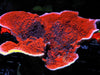 Blood Pool Swirling Cup Montipora