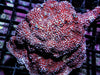 Superman Encrusting Montipora