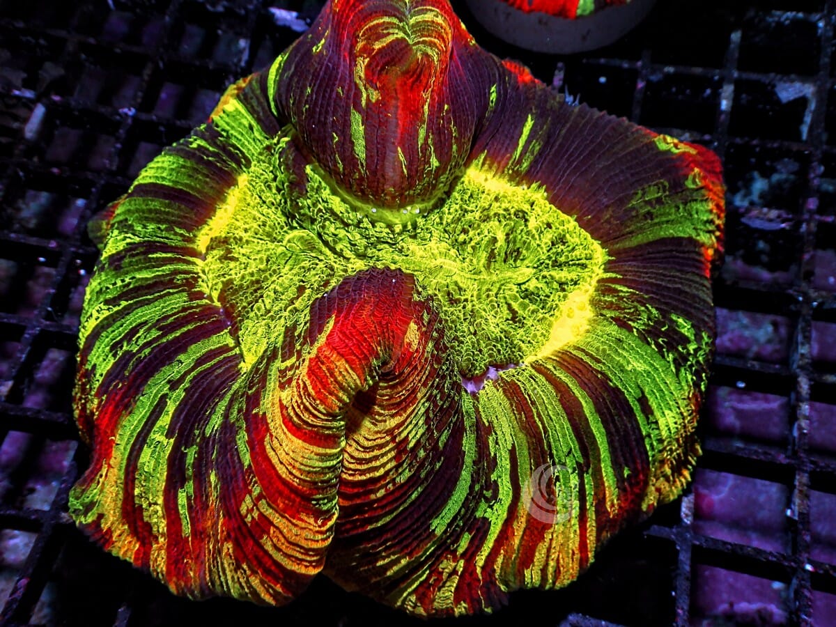 Dracula Blood Trachyphyllia