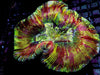 Rainbow Trachyphyllia