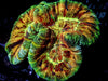 Rainbow Trachyphyllia