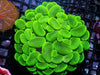 Lime Bubble Coral