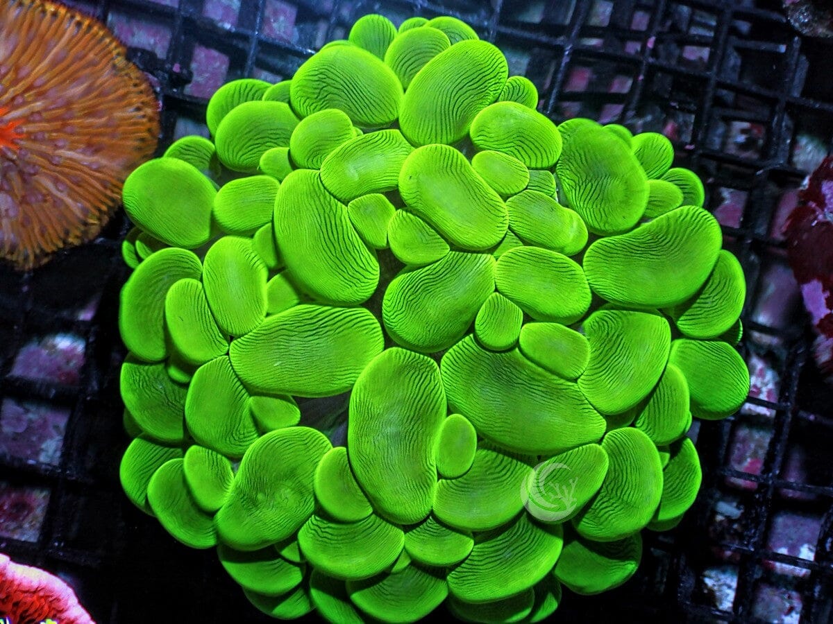 Lime Bubble Coral