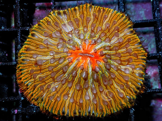 Orange Fungia