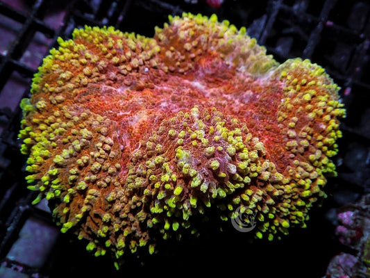Orange-Red Carpet Lobophyllia