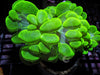 Lime Bubble Coral