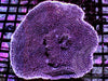 Purple Plating Montipora