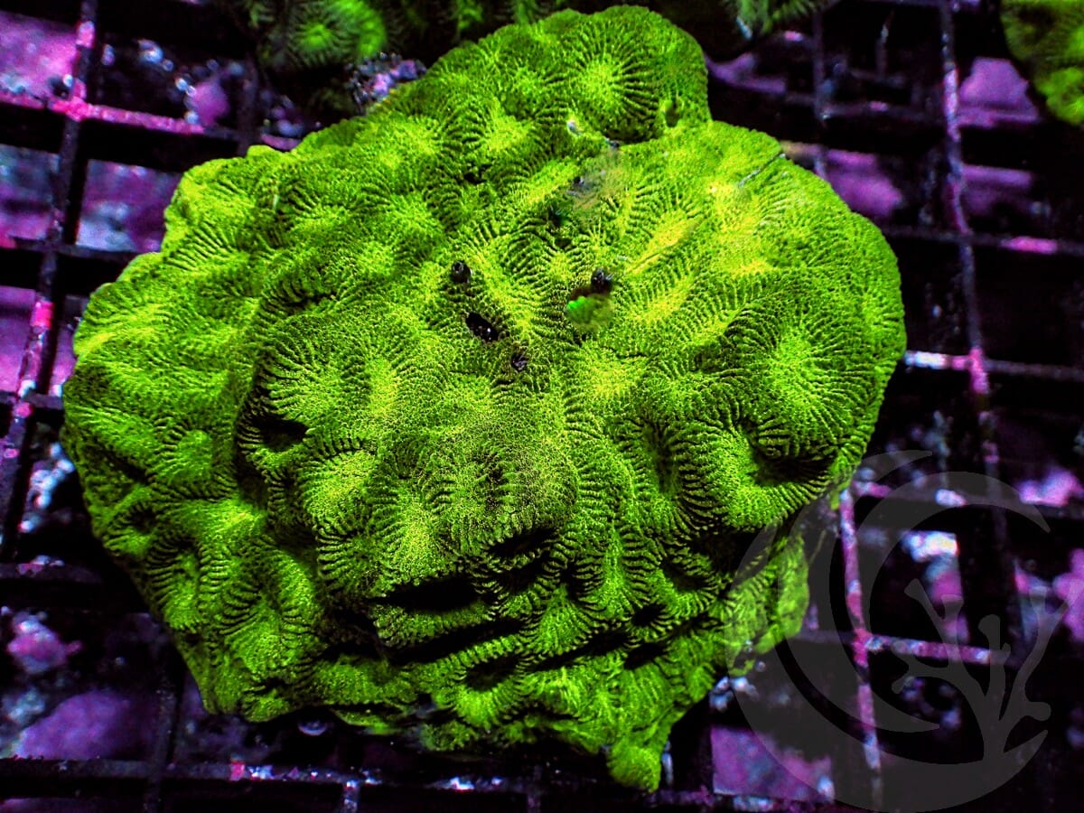 Lemon-Lime Goniastrea