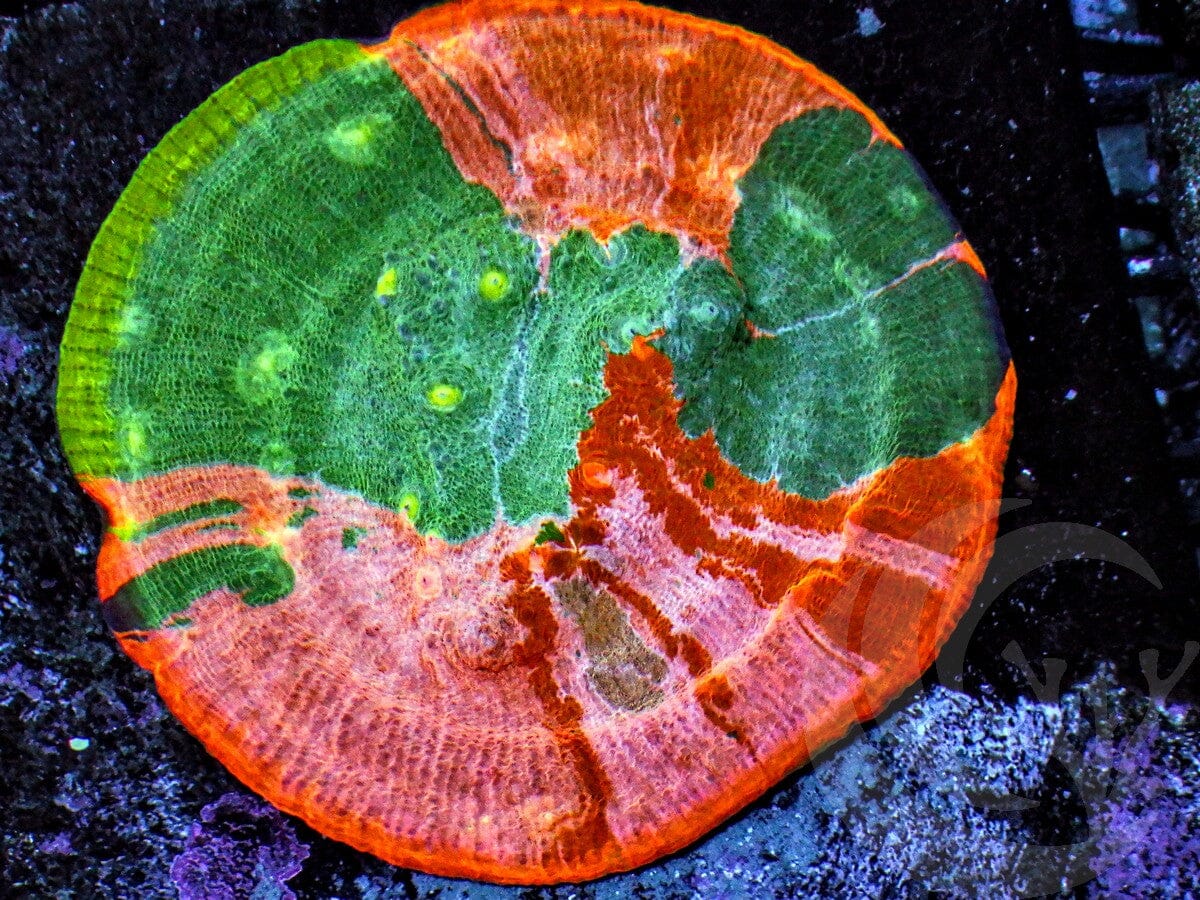 Ultra Patchwork Rainbow Chalice