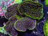 Multi Tiered Neon Polyp Scrolling Turbinaria