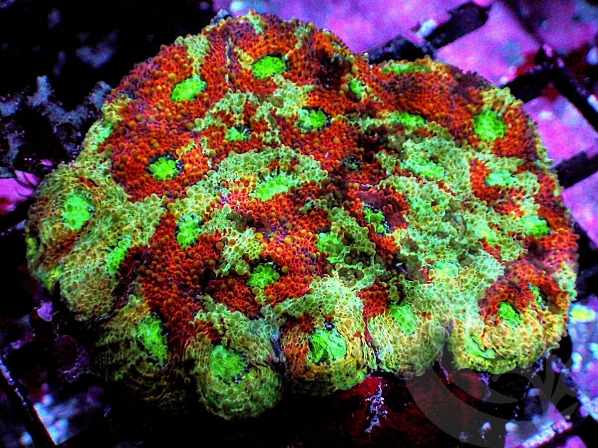 Crazy Multicolor Acan echinata