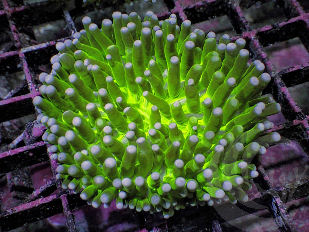 Violet tip Glowing Long Polyp Heliofungia