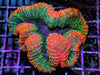 Rainbow Lobophyllia