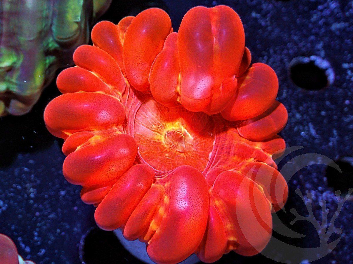 Super Red Cynarina