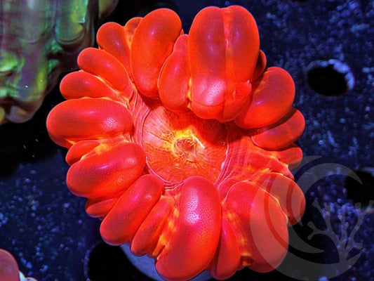 Super Red Cynarina