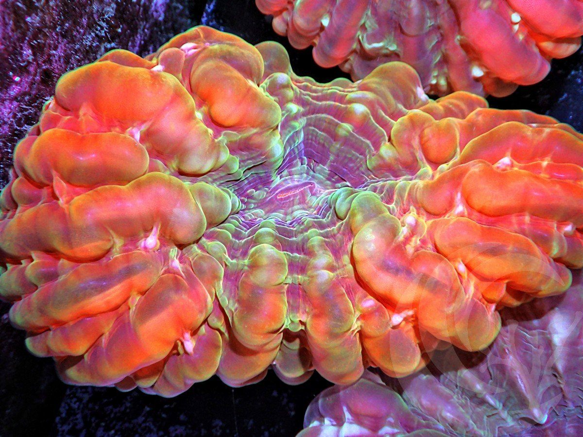 Red-Orange Cynarina