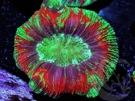 Christmas Wreath Trachyphyllia