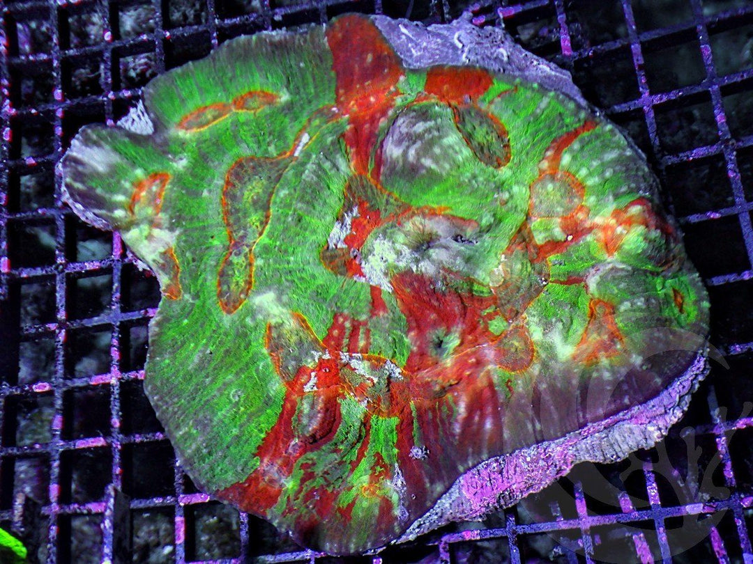 Bizarre MultiColor Australomussa
