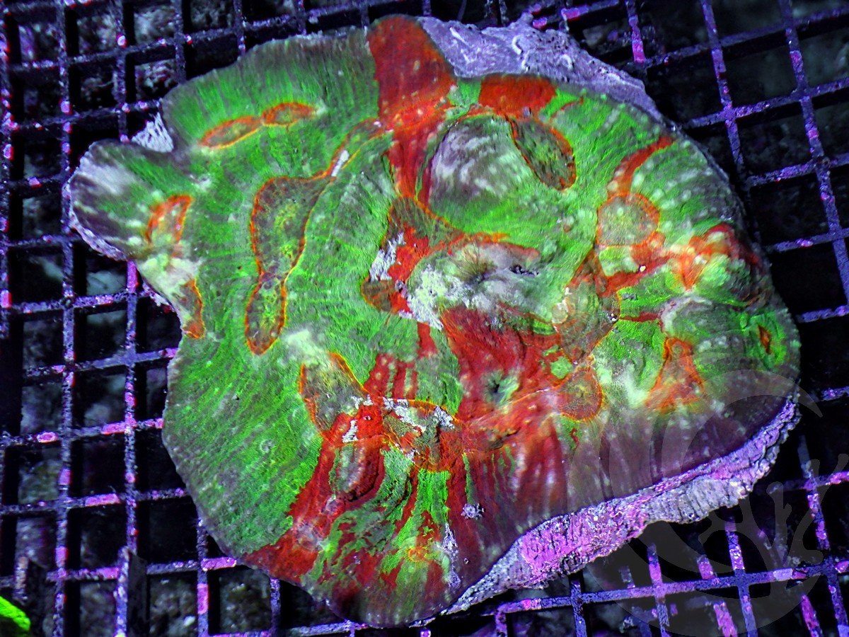 Bizarre MultiColor Australomussa