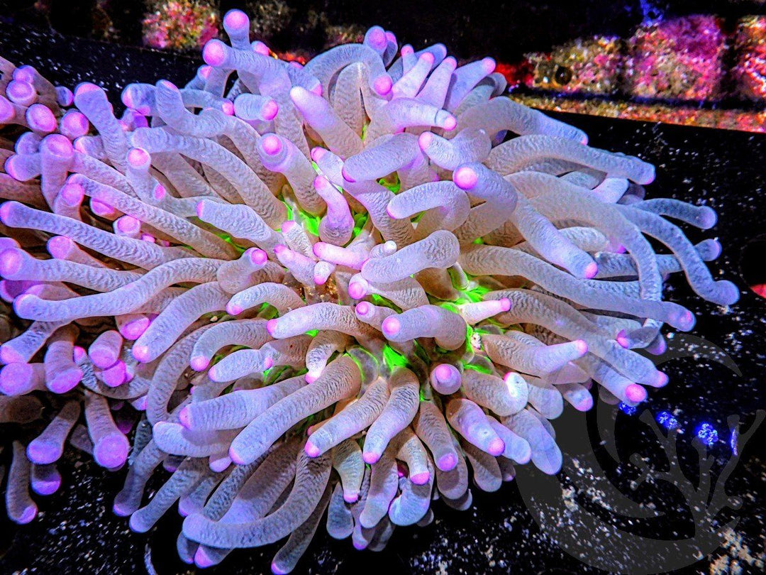 Pink tip Heliofungia