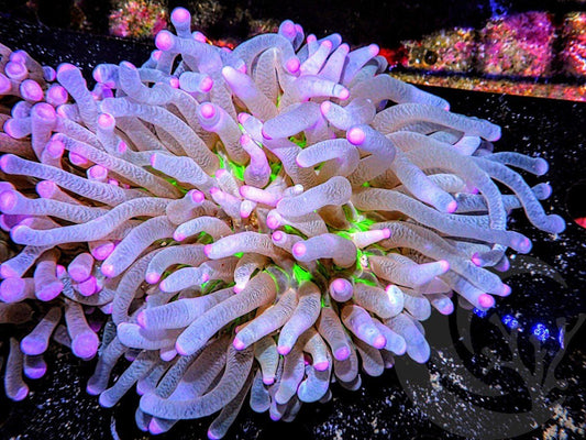Pink tip Heliofungia