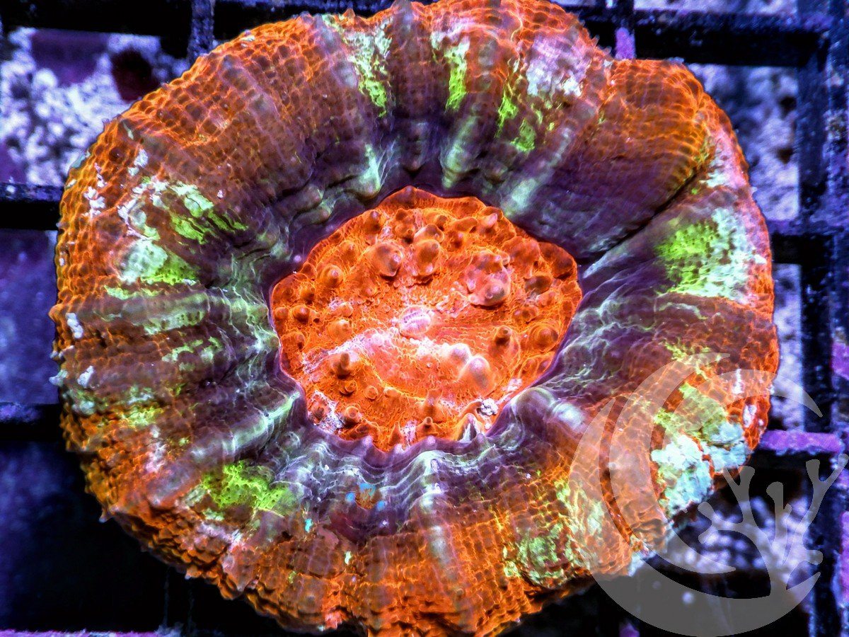 Rainbow Scolymia australis