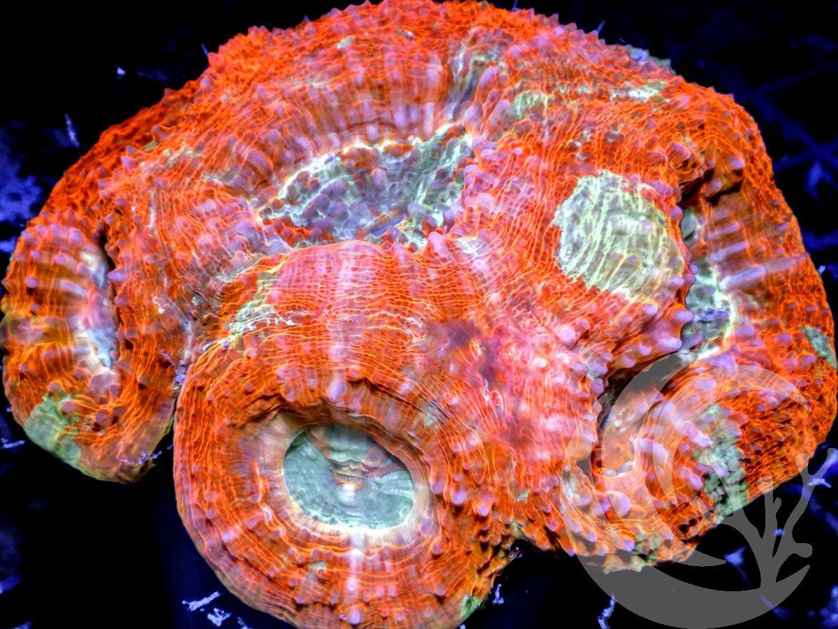 Red Teal Acan bowerbanki