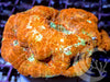 Orange Teal Acan bowerbanki