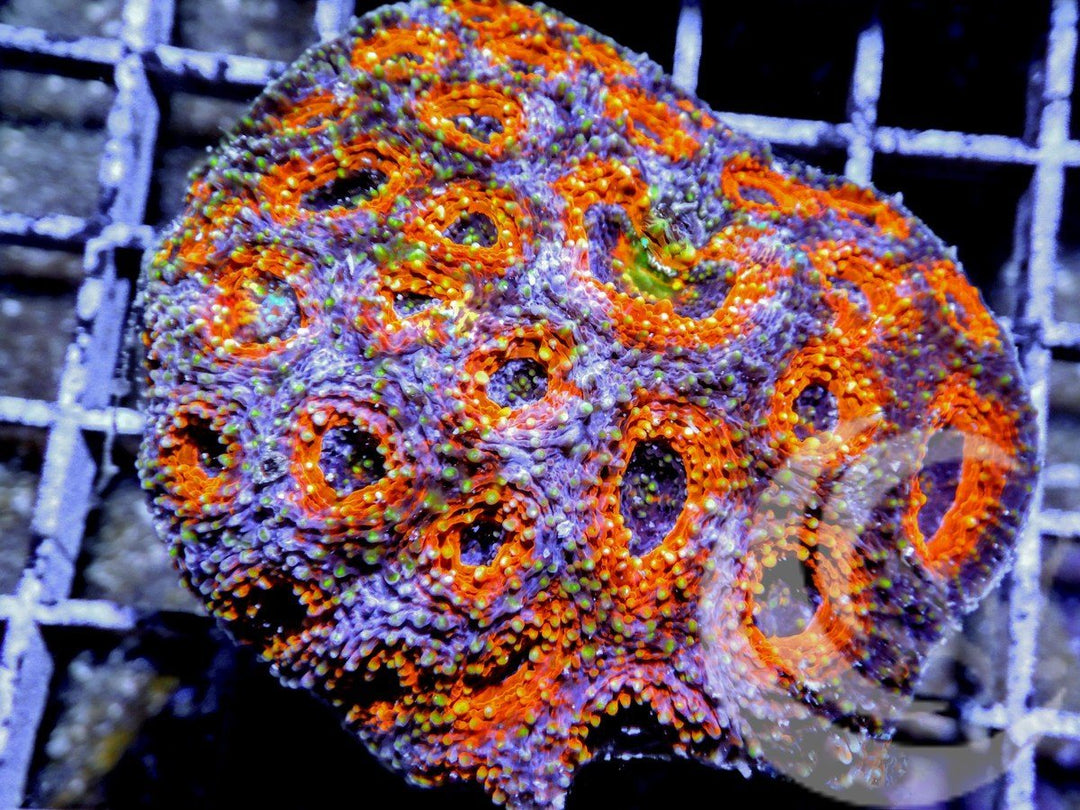 Saturn Rings Acan echinata