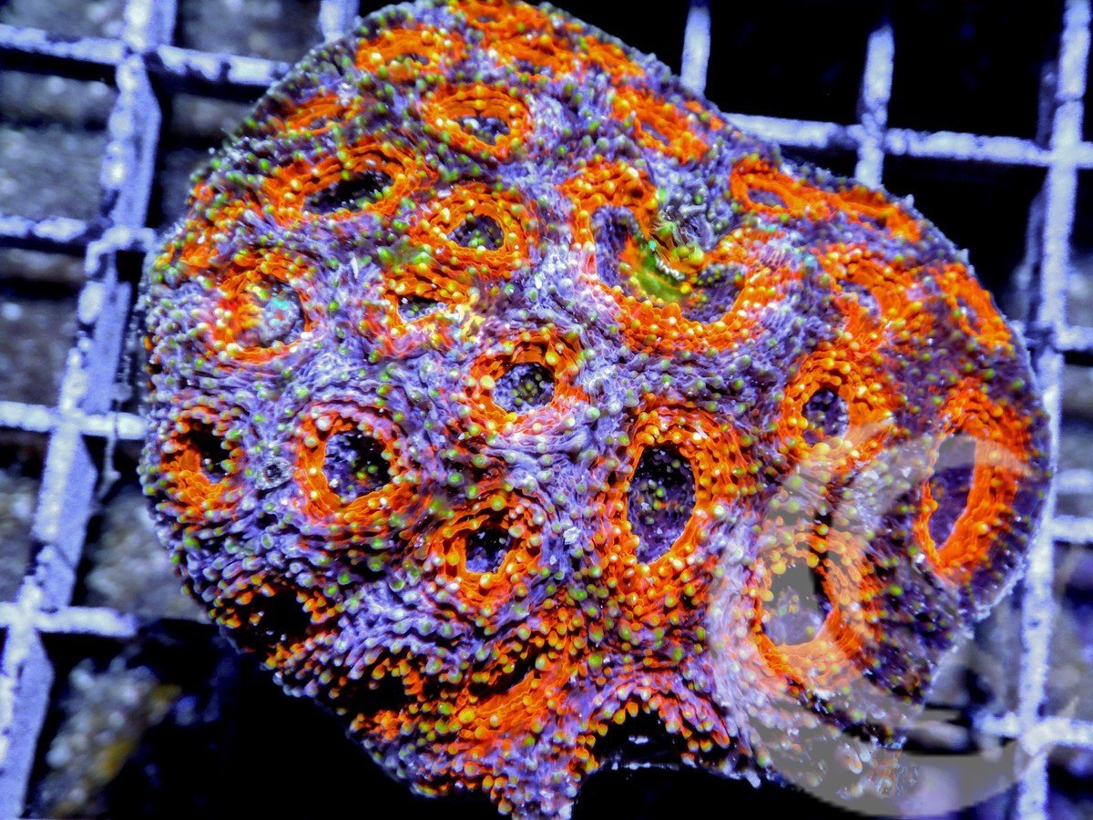 Saturn Rings Acan echinata