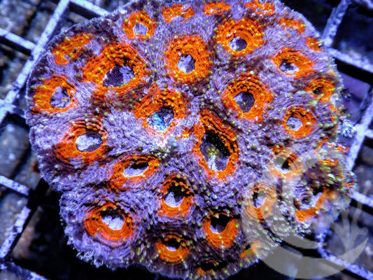 Saturn Rings Acan echinata