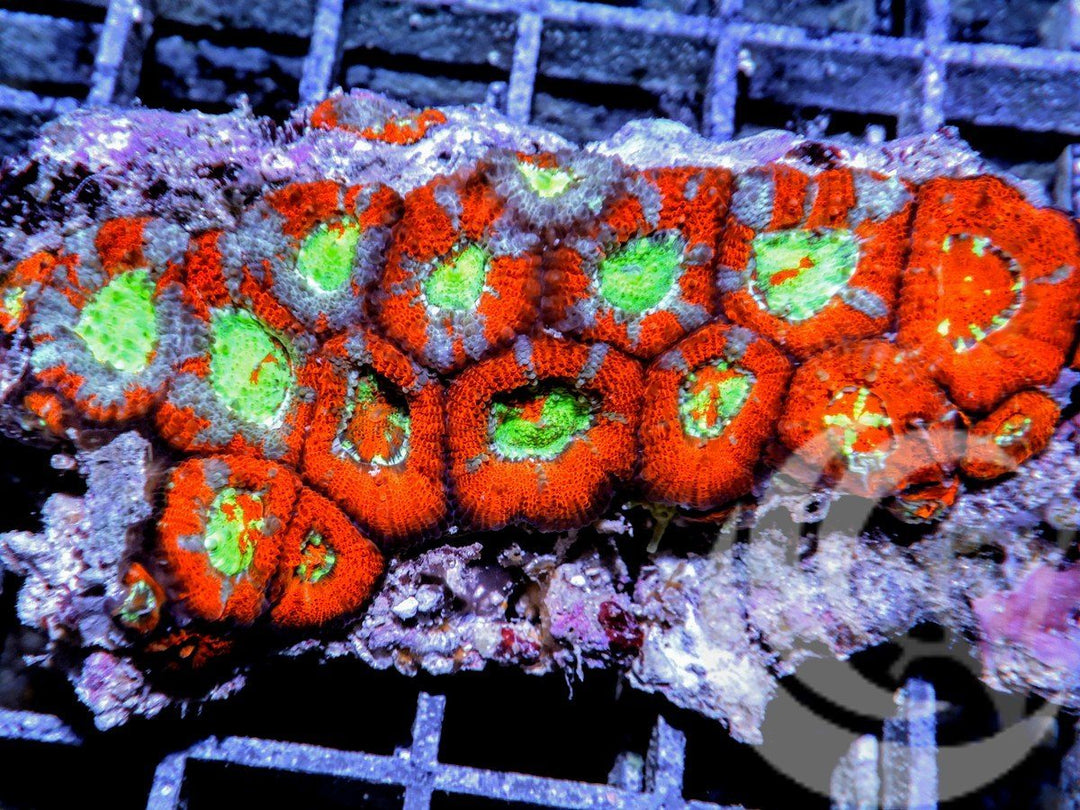Cosmic Micromussa