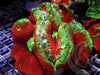 Rainbow Trachyphyllia