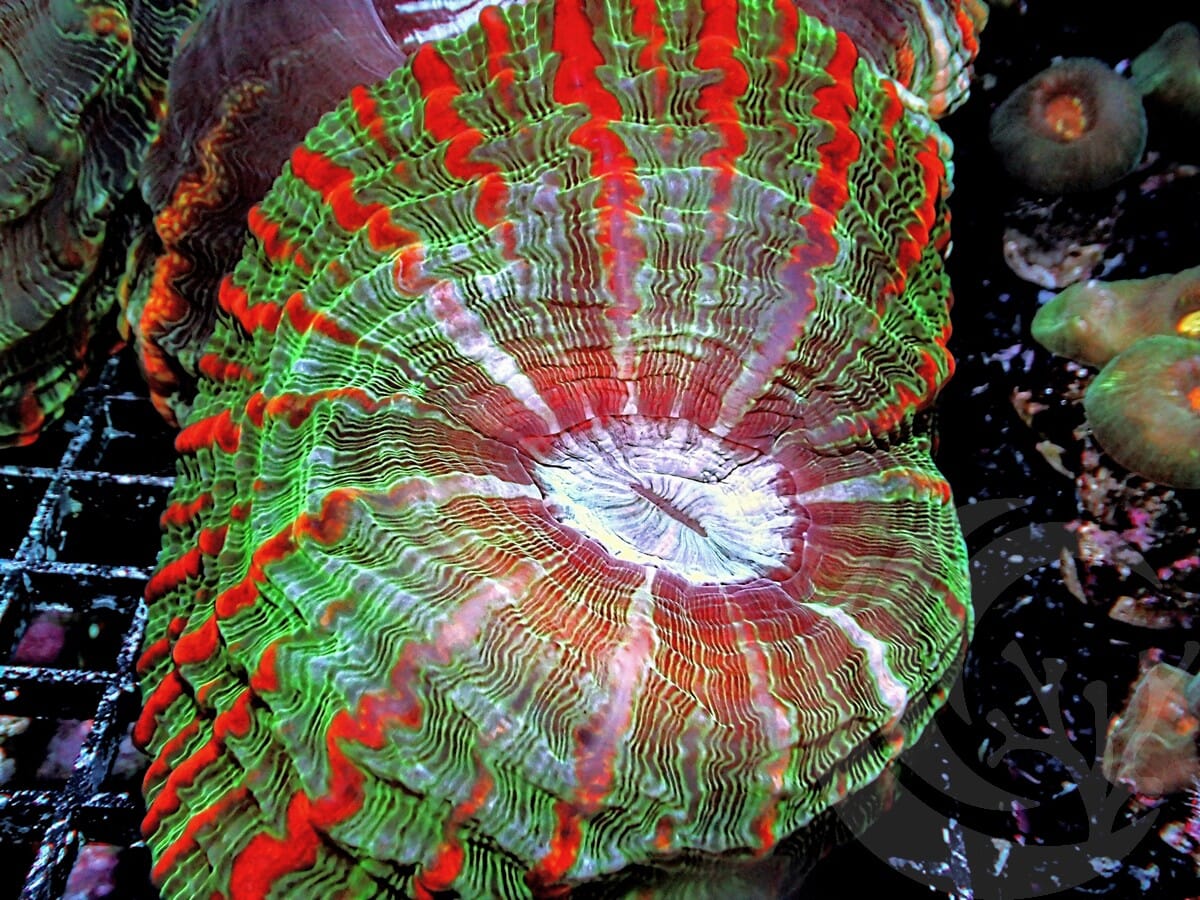 Red Streaked Indophyllia