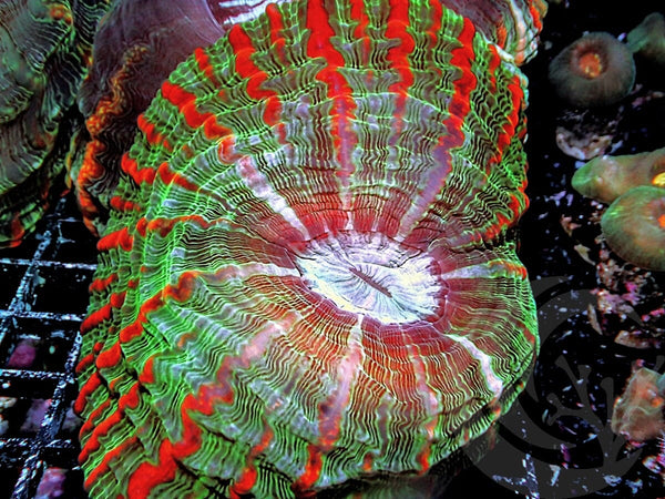 Red Streaked Indophyllia - Pacific East Aquaculture