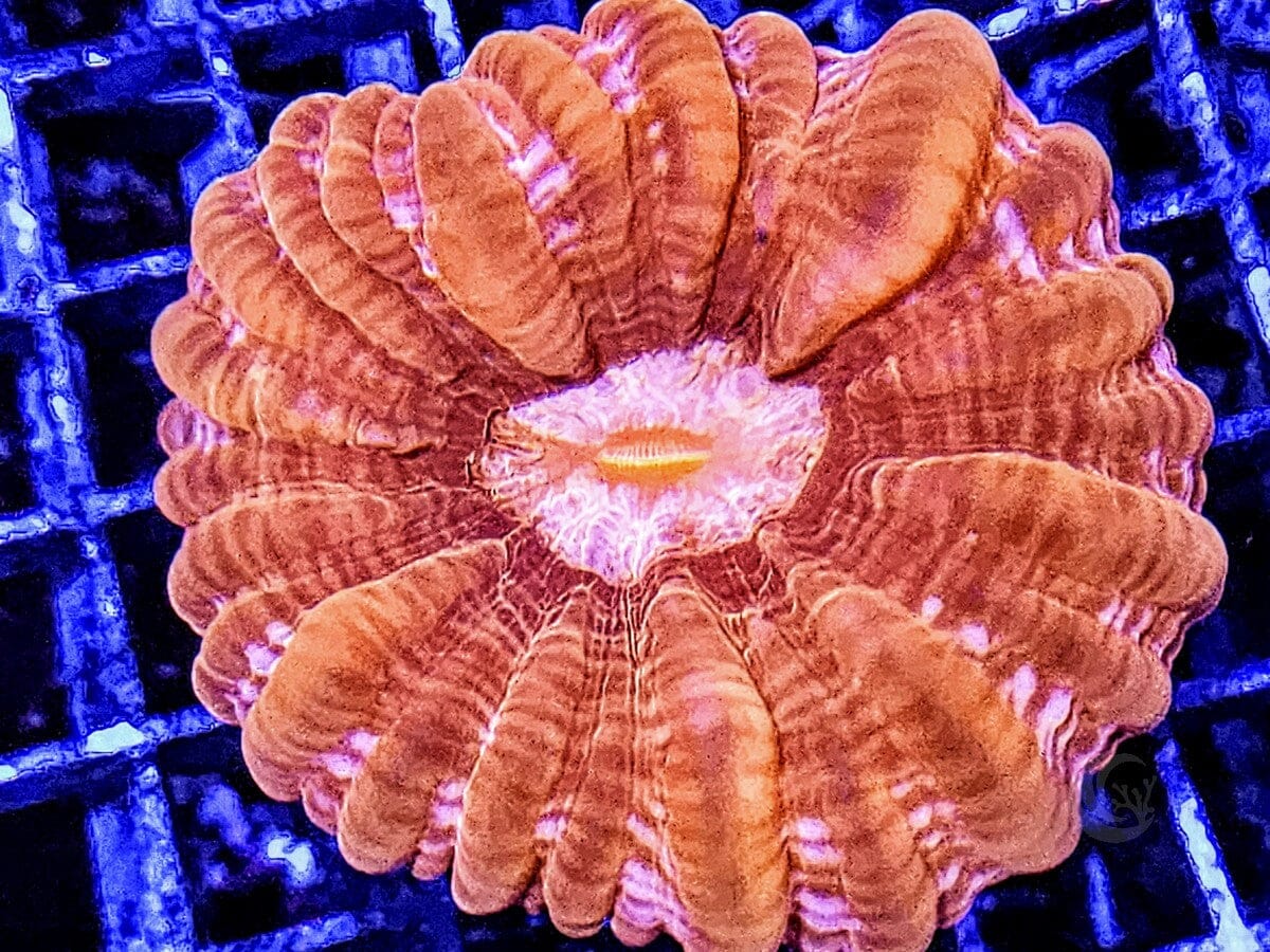 Red-Orange Cynarina