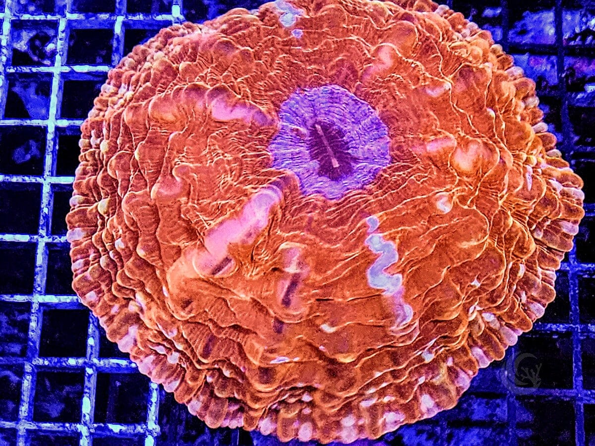 Super Red Cynarina