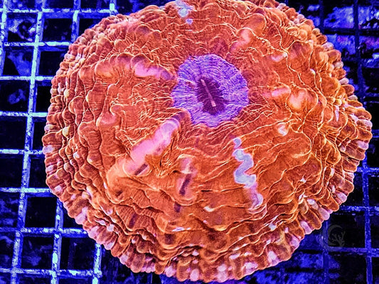 Super Red Cynarina