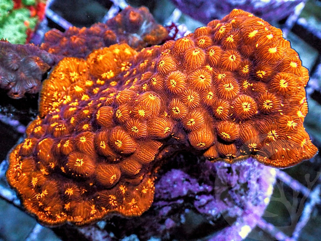 Orange Pavona