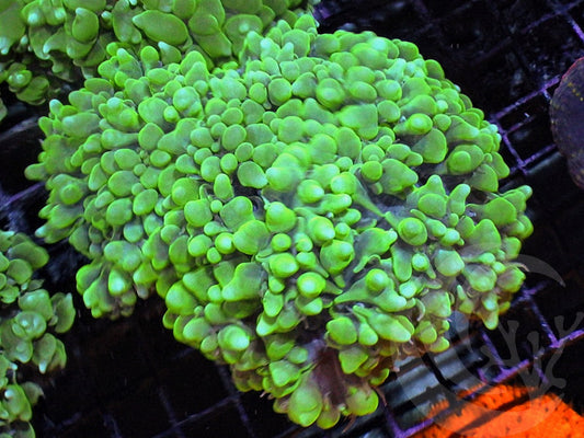 Green Pearl Bubble Coral