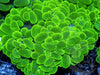 Bright Lime Bubble Coral