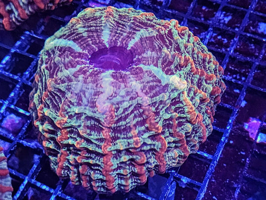 Red Striped Indophyllia